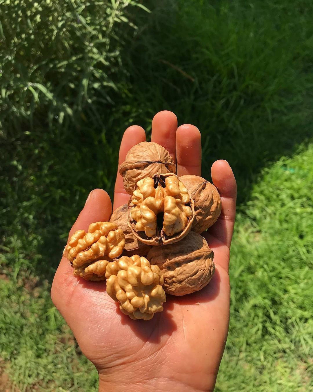 Walnut American