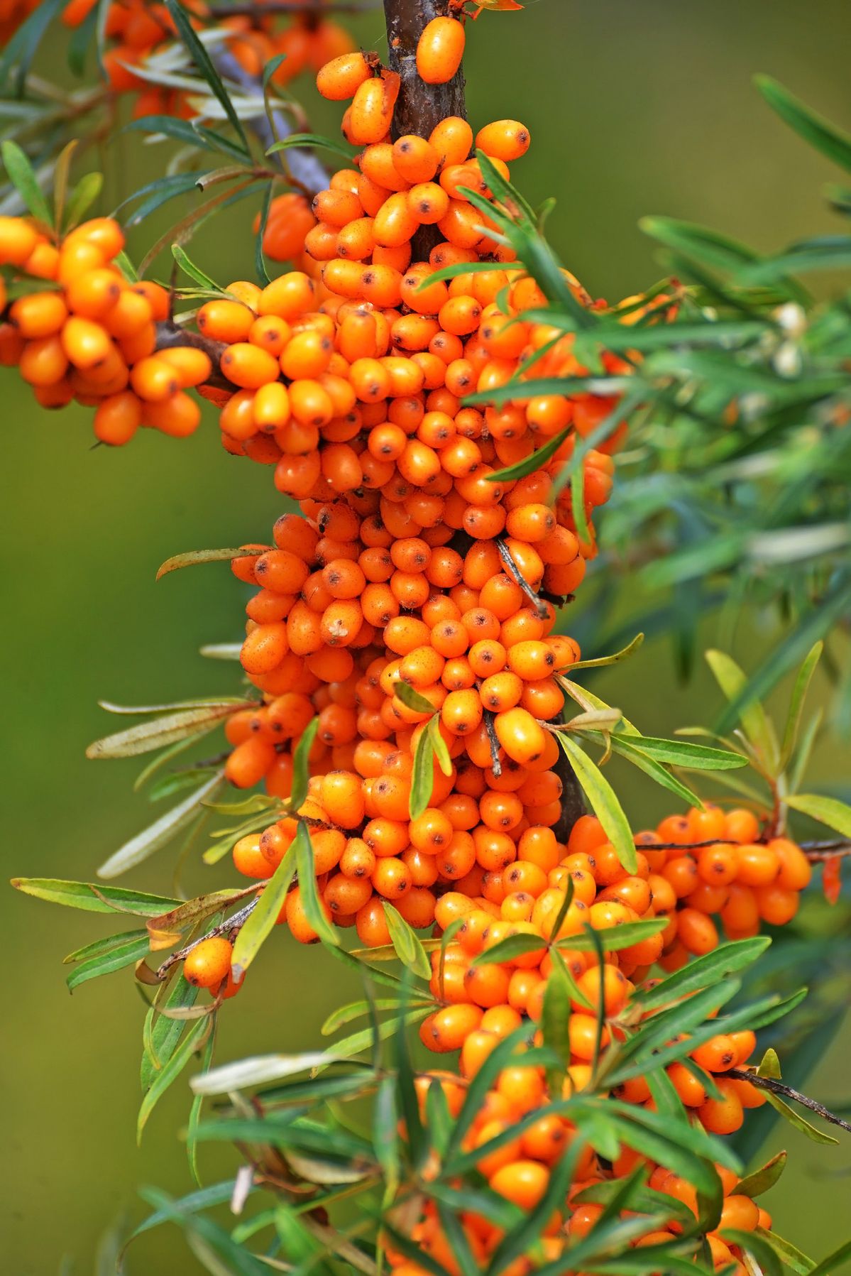 Seabuckthorn Berry